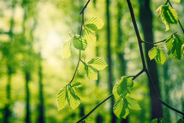 Close-up van bladeren op takken in het bos