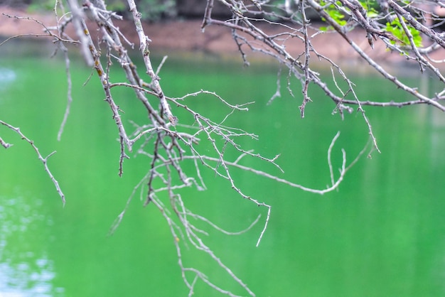 Foto close-up van bladeren op takken