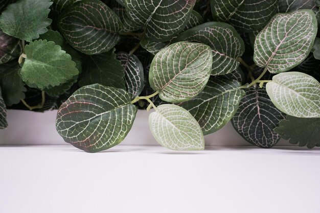 Foto close-up van bladeren tegen een witte achtergrond