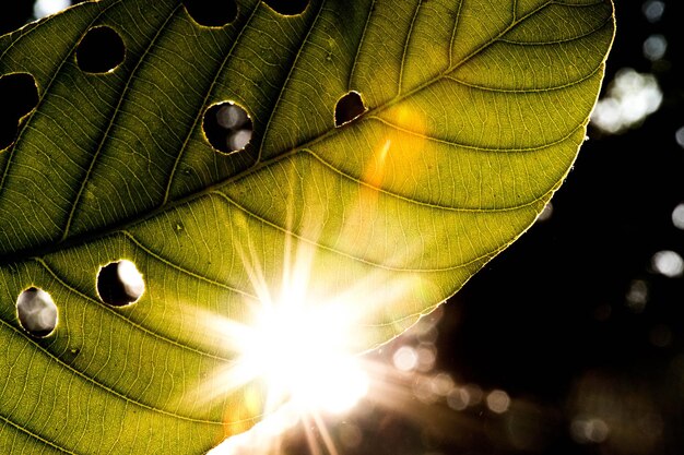 Foto close-up van bladeren tegen heldere zon