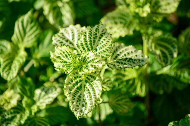 Foto close-up van bladeren van planten