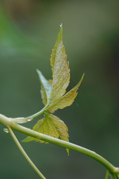 Foto close-up van bladeren van planten