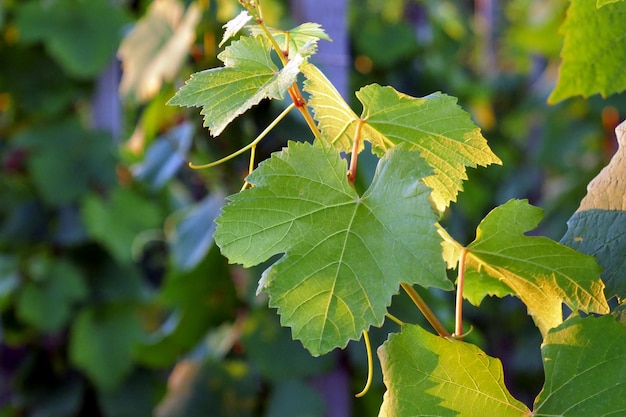 Close-up van bladeren