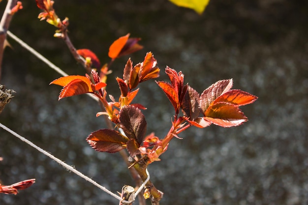 Foto close-up van bladeren