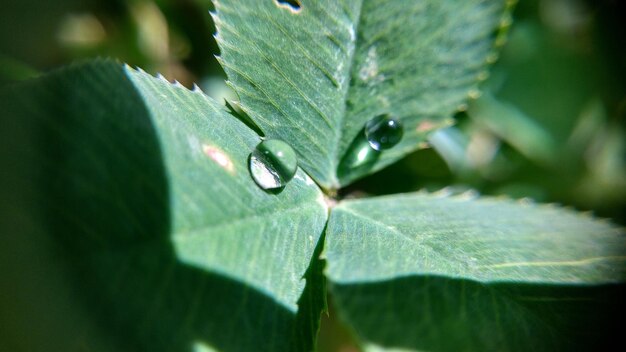 Foto close-up van bladeren