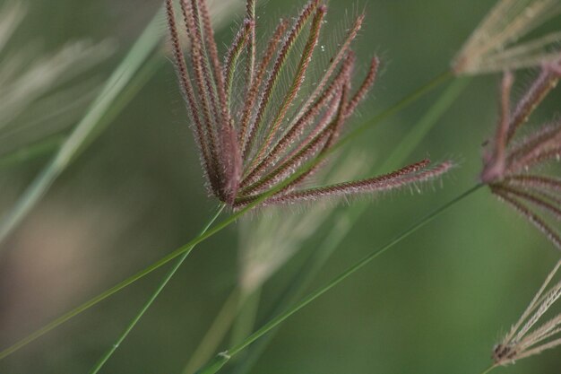 Foto close-up van bladeren