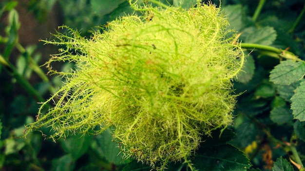 Foto close-up van bladeren