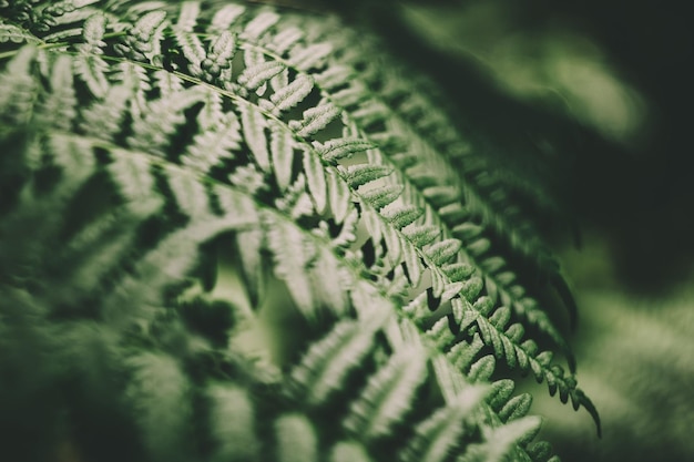 Close-up van bladeren