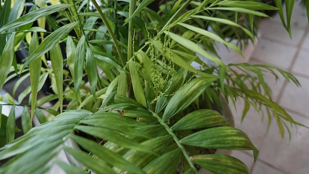 Foto close-up van bladeren