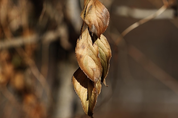 Foto close-up van bladeren