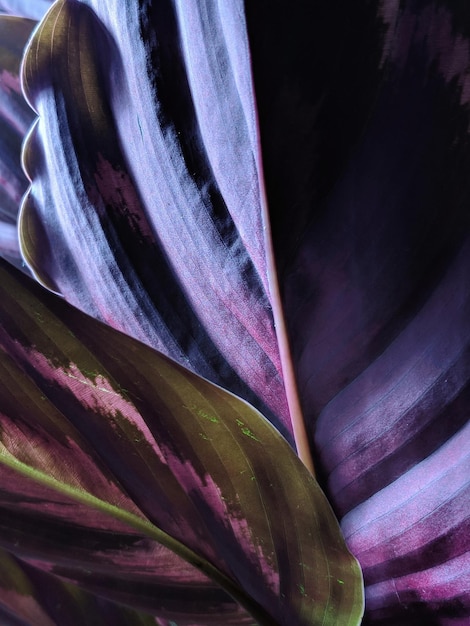 Close-up van bladeren