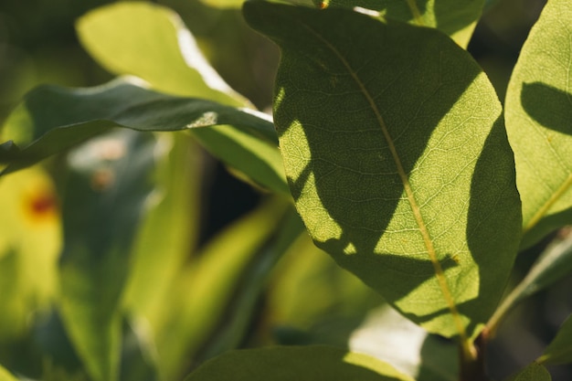 Close-up van bladeren