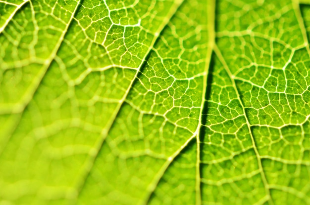 Close-up van bladgroen blad in de tuin Macro van groen blad in bos Textuur van blad