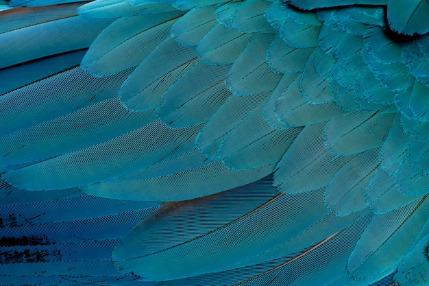 Foto close-up van blauw-en-gele ara's veren, ara ararauna