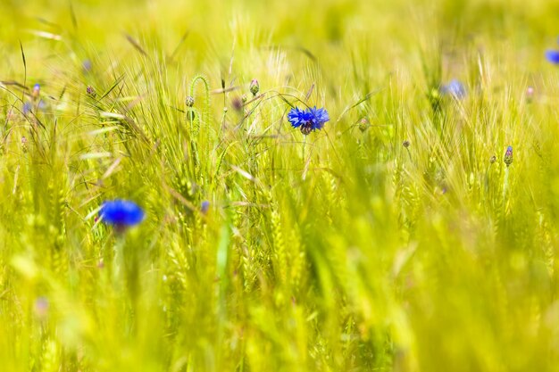 Foto close-up van blauwe bloeiende planten op het veld