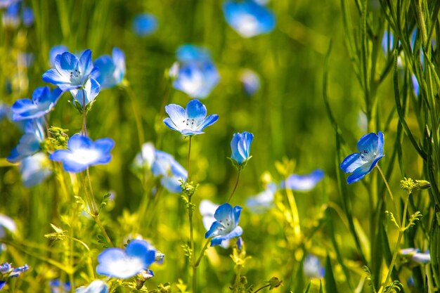 Foto close-up van blauwe bloeiende planten