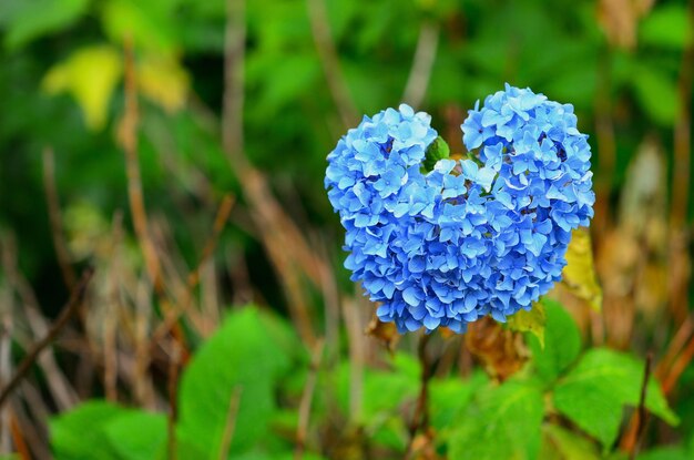 Foto close-up van blauwe bloemen die buiten bloeien