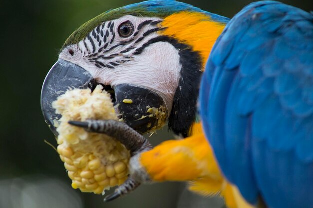 Foto close-up van blauwe en gouden ara's die maïs eten