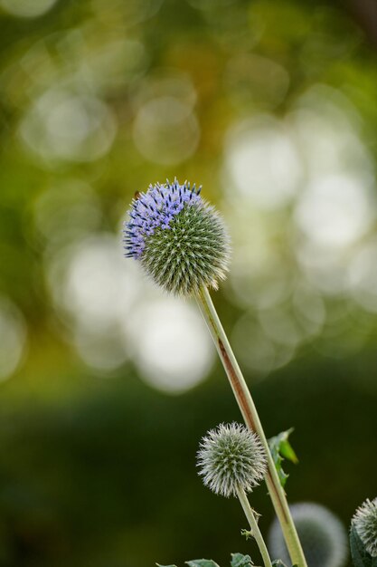 Close-up van blauwe Globe Thistle groeien in een groene tuin met een wazige achtergrond en bokeh Macro details van zachte bloemen in harmonie met de natuur rustige wilde bloemhoofdjes in een zen rustige achtertuin