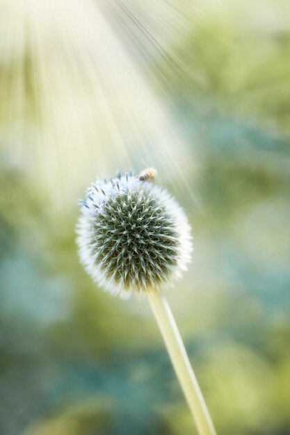 Close-up van blauwe Globe Thistle plant wordt bestoven door bijen in een tuin in de zomer Plantkunde groeit op een groen veld op het platteland Zoom van wilde bloemen bloeien met insecten in een weide