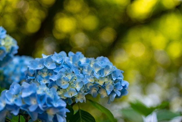 Close-up van blauwe hortensia bloemen