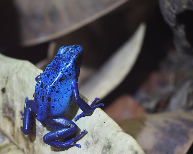 Foto close-up van blauwe kikker