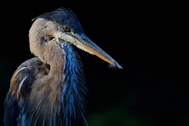 Close-up van blauwe reiger