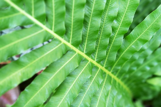 Close-up van Blechnum Gibbum Silver Lady Fern Frond