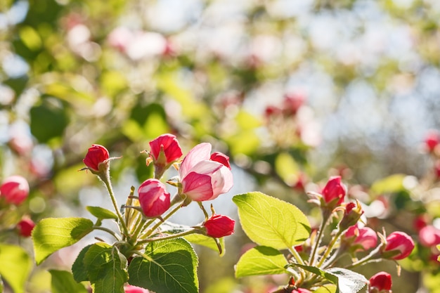 Close-up van bloeiende appelboom in de lente