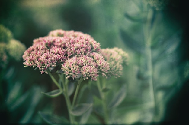 Close-up van bloeiende bloemen buiten