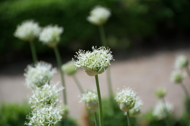 Close-up van bloeiende bloemen buiten