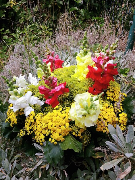 Close-up van bloeiende bloemen buiten