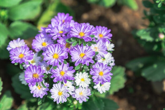 Foto close-up van bloeiende bloemen in de buitenlucht