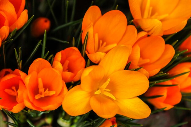 Foto close-up van bloeiende bloemen in de buitenlucht