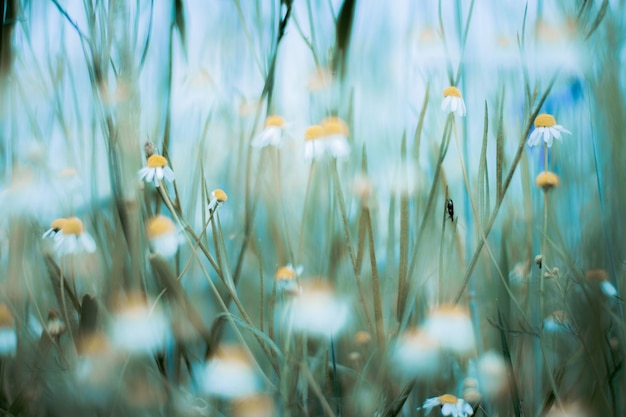 Foto close-up van bloeiende bloemen in het veld