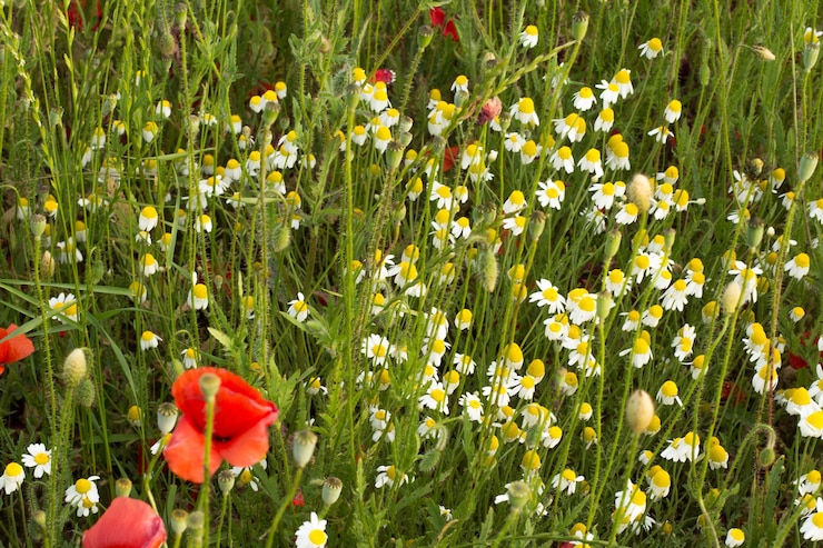 Foto close-up van bloeiende bloemen in het veld