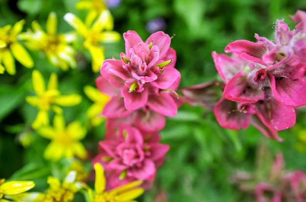 Close-up van bloeiende bloemen op het veld