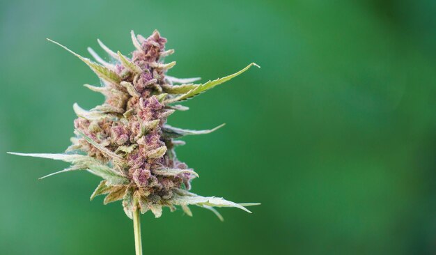 Foto close-up van bloeiende cannabisplant groene achtergrond