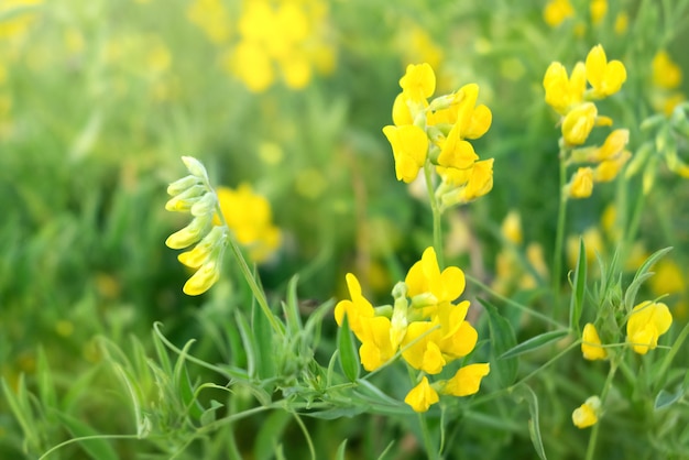 Close up van bloeiende gele Lathyrus pratensis wilde bloemen onder groen gras in zomer veld