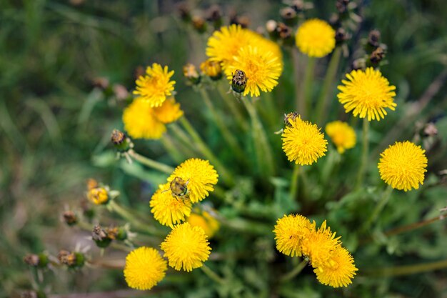 Close up van bloeiende gele paardebloem bloemen (Taraxacum officinale) in de tuin op lentetijd