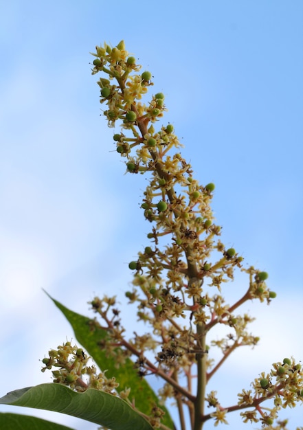 Close up van bloeiende mango bloem op een boom