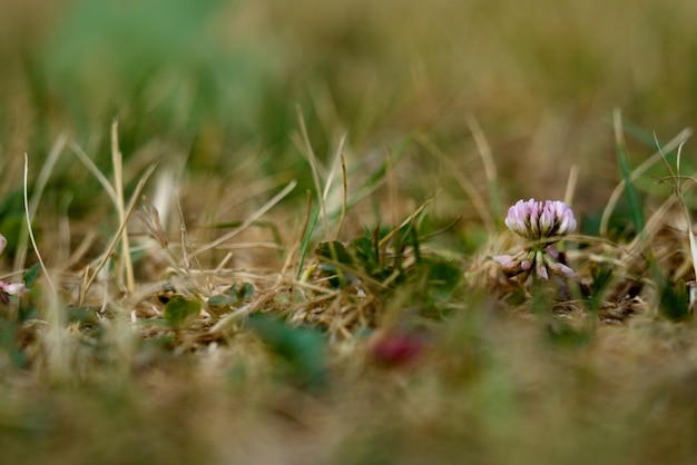 Foto close-up van bloeiende planten op het land