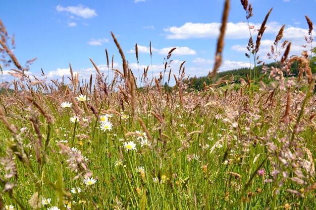 Foto close-up van bloeiende planten op het veld tegen de lucht