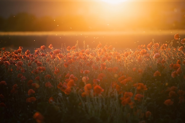 Foto close-up van bloeiende planten op het veld