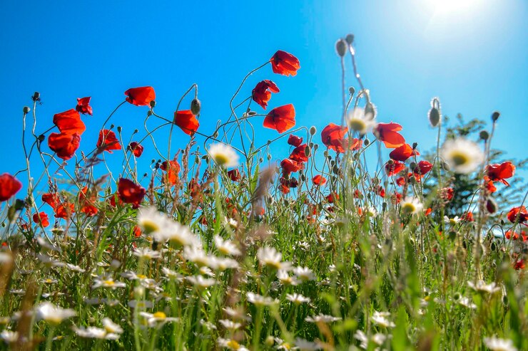 Foto close-up van bloeiende planten op het veld