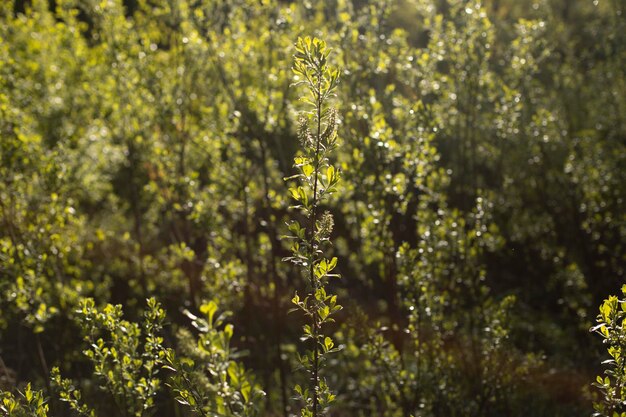 Close-up van bloeiende planten op het veld