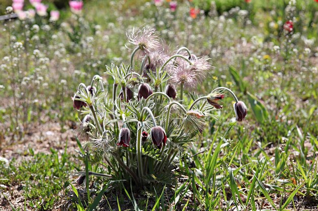 Close-up van bloeiende planten op het veld