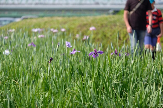 Foto close-up van bloeiende planten op het veld