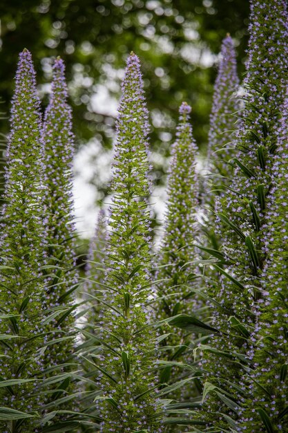 Close-up van bloeiende planten op het veld