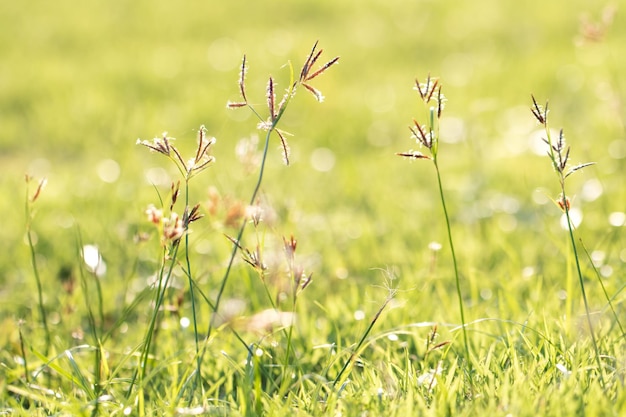 Foto close-up van bloeiende planten op het veld